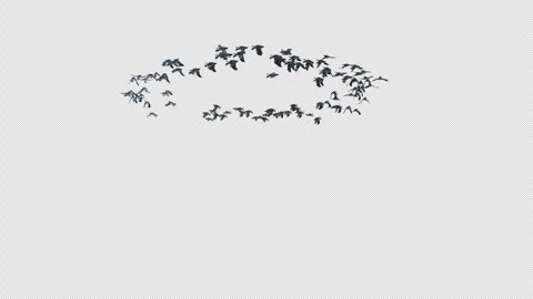 Crow, Bird, Bat, 3D Render, With Alpha Channel Stock Footage 247729241