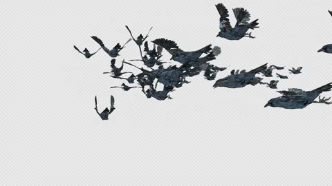 Crow, Bird, Bat, 3D Render, With Alpha Channel Stock Footage 247730341