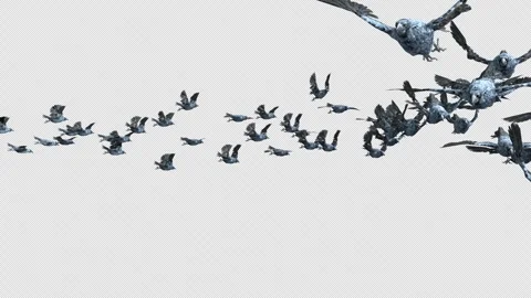 Crow, Bird, Bat, 3D Render, With Alpha Channel Stock Footage 247731587