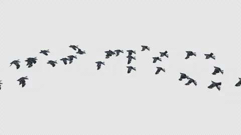 Crow, Bird, Bat, 3D Render, With Alpha Channel Stock Footage 247733104