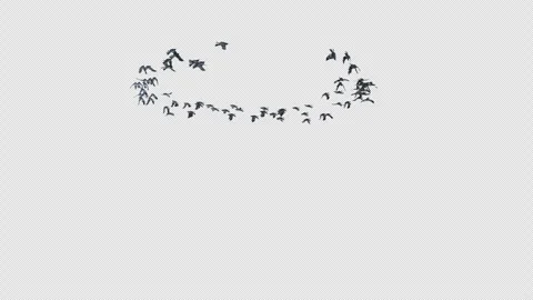 Crow, Bird, Bat, 3D Render, With Alpha Channel Stock Footage 247733323