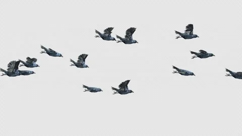 Crow, Bird, Bat, 3D Render, With Alpha Channel Video stock 247733762