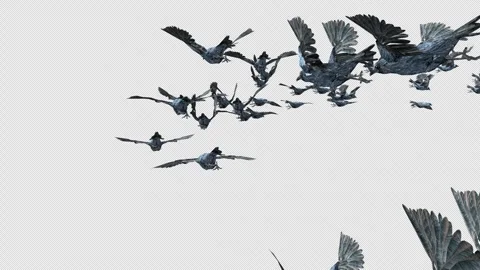 Crow, Bird, Bat, 3D Render, With Alpha Channel Stock Footage 247733904