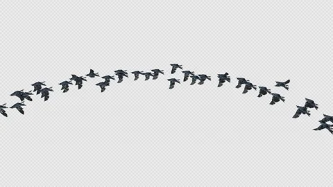 Crow, Bird, Bat, 3D Render, With Alpha Channel Stock Footage 248781609