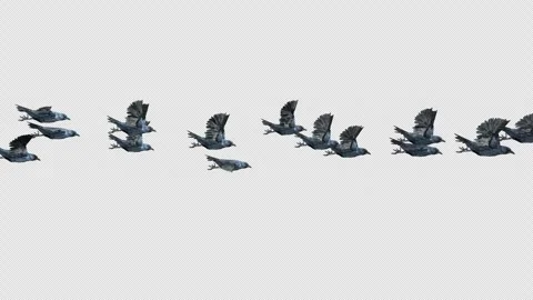 Crow, Bird, Bat, 3D Render, With Alpha Channel Stock Footage 248781662