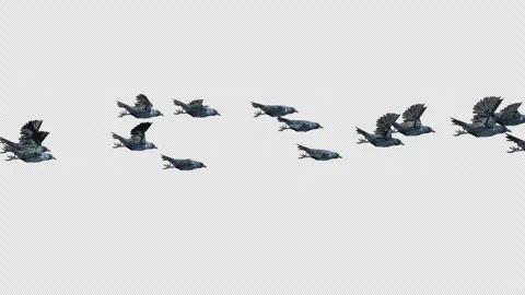 Crow, Bird, Bat, 3D Render, With Alpha Channel Video stock 248781876