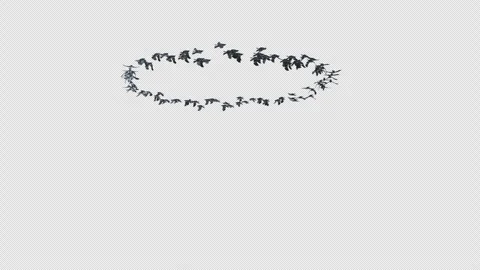 Crow, Bird, Bat, 3D Render, With Alpha Channel Stock Footage 248782009