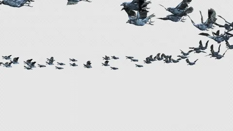 Crow, Bird, Bat, 3D Render, With Alpha Channel Stock Footage 248782354