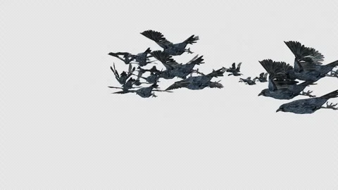 Crow, Bird, Bat, 3D Render, With Alpha Channel Stock Footage 248782414