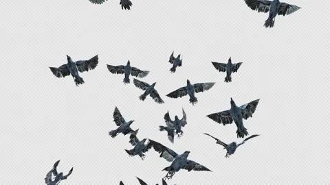 Crow, Bird, Bat, 3D Render, With Alpha Channel Stock Footage 250118505