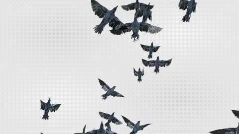 Crow, Bird, Bat, 3D Render, With Alpha Channel Stock Footage 250867080