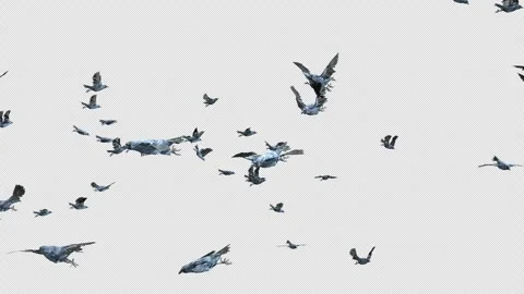 Crow, Bird, Bat, 3D Render, With Alpha Channel Stock Footage 250867631