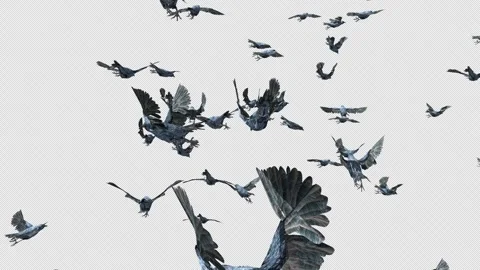 Crow, Bird, Bat, 3D Render, With Alpha Channel Stock Footage 250868494