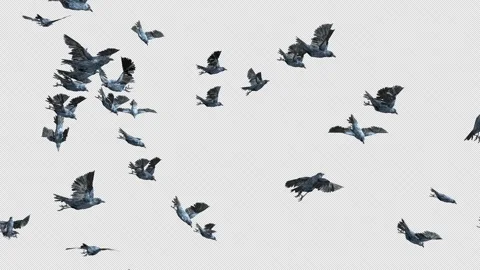 Crow, Bird, Bat, 3D Render, With Alpha Channel Stock Footage 251991639