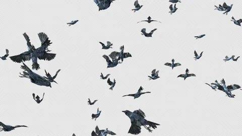 Crow, Bird, Bat, 3D Render, With Alpha Channel Stock Footage 251994758