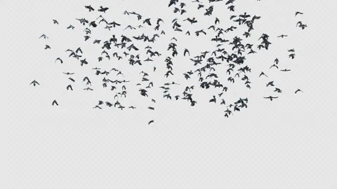 Crow, Bird, Bat, 3D Render, With Alpha Channel Stock Footage 251995186