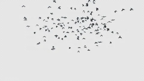 Crow, Bird, Bat, 3D Render, With Alpha Channel Stock Footage 253106644