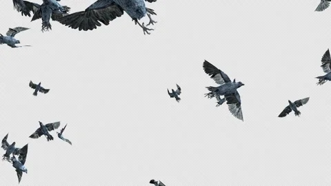 Crow, Bird, Bat, 3D Render, With Alpha Channel Stock Footage 253106838
