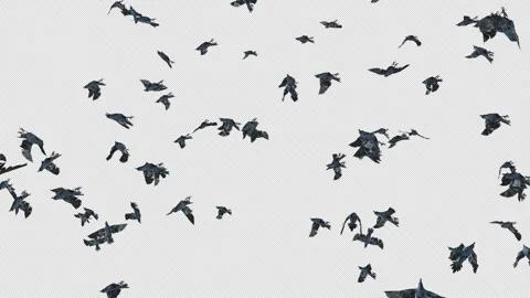 Crow, Bird, Bat, 3D Render, With Alpha Channel Stock Footage 253106856