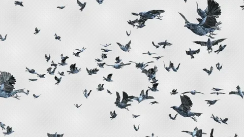 Crow, Bird, Bat, 3D Render, With Alpha Channel Video stock 253107017