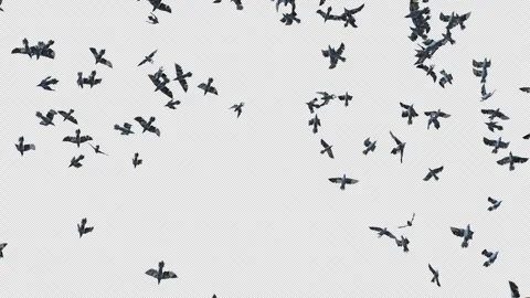 Crow, Bird, Bat, 3D Render, With Alpha Channel Stock Footage 253107083