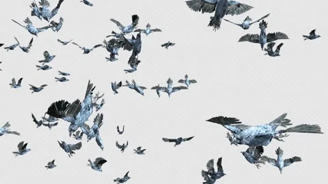 Crow, Bird, Bat, 3D Render, With Alpha Channel Video stock 253107097