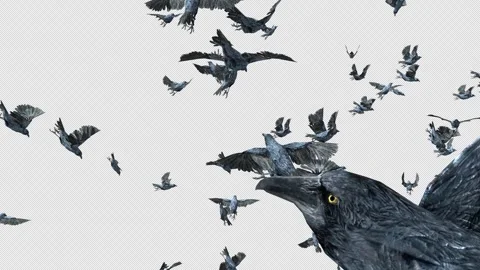 Crow, Bird, Bat, 3D Render, With Alpha Channel Stock Footage 253107188