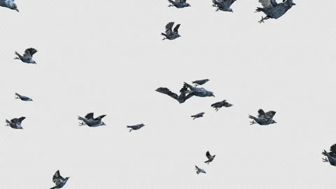 Crow, Bird, Bat, 3D Render, With Alpha Channel Stock Footage 256238175
