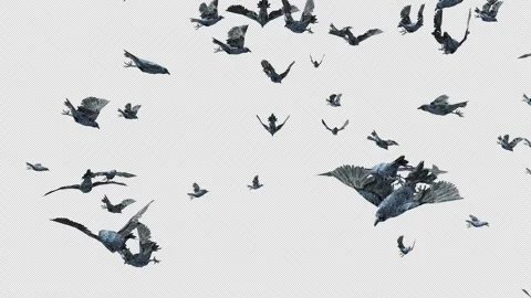Crow, Bird, Bat, 3D Render, With Alpha Channel Stock Footage 256238230