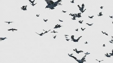 Crow, Bird, Bat, 3D Render, With Alpha Channel Stock Footage 256238290