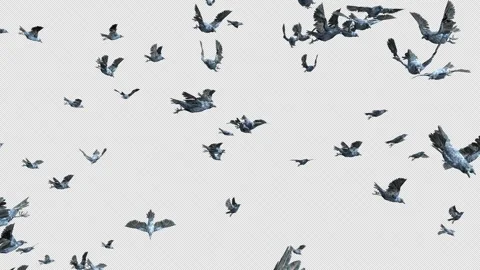 Crow, Bird, Bat, 3D Render, With Alpha Channel Video stock 256238324
