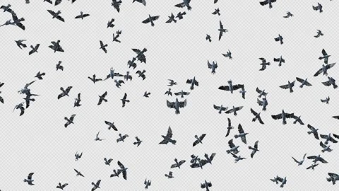 Crow, Bird, Bat, 3D Render, With Alpha Channel Video stock 256238370