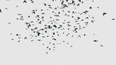 Crow, Bird, Bat, 3D Render, With Alpha Channel Stock Footage 256238445