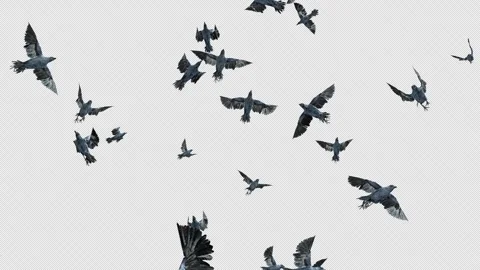 Crow, Bird, Bat, 3D Render, With Alpha Channel Stock Footage 256238524