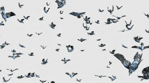 Crow, Bird, Bat, 3D Render, With Alpha Channel Stock Footage 256238578