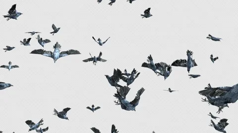 Crow, Bird, Bat, 3D Render, With Alpha Channel Stock Footage 259075896