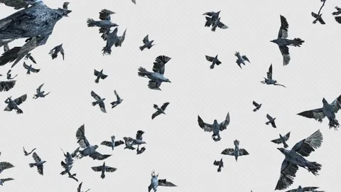 Crow, Bird, Bat, 3D Render, With Alpha Channel Stock Footage 259076337