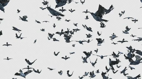 Crow, Bird, Bat, 3D Render, With Alpha Channel Stock Footage 259076734