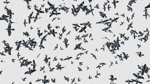 Crow, Bird, Bat, 3D Render, With Alpha Channel Stock Footage 259077393