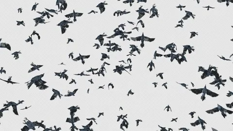 Crow, Bird, Bat, 3D Render, With Alpha Channel Video stock 259079149