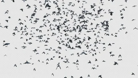 Crow, Bird, Bat, 3D Render, With Alpha Channel Stock Footage 259079180