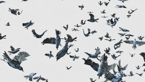 Crow, Bird, Bat, 3D Render, With Alpha Channel Stock Footage 259079208