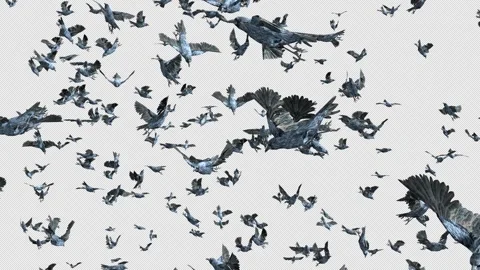Crow, Bird, Bat, 3D Render, With Alpha Channel Video stock 259080101
