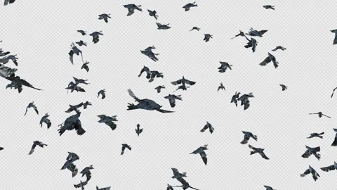 Crow, Bird, Bat, 3D Render, With Alpha Channel Stock Footage 260734027