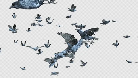 Crow, Bird, Bat, 3D Render, With Alpha Channel Stock Footage 260735154