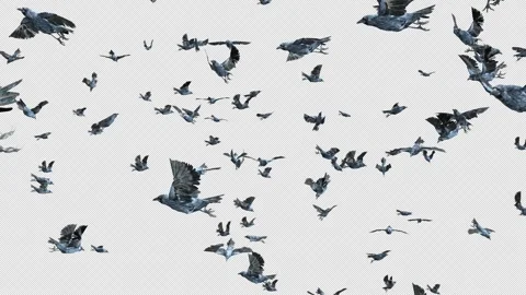 Crow, Bird, Bat, 3D Render, With Alpha Channel Stock Footage 260735222