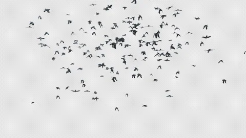 Crow, Bird, Bat, 3D Render, With Alpha Channel Stock Footage 260735547