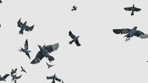 Crow, Bird, Bat, 3D Render, With Alpha Channel Video stock 260735548