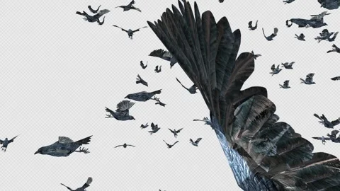 Crow, Bird, Bat, 3D Render, With Alpha Channel Video stock 260735626