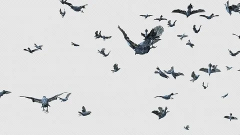 Crow, Bird, Bat, 3D Render, With Alpha Channel Video stock 260735636